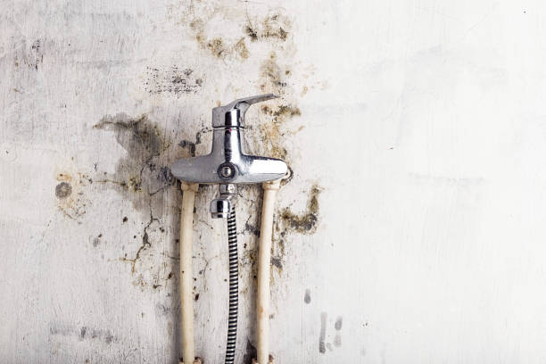 Best Black Mold Removal  in Wakefield, KS