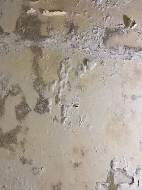 Best Mold Removal Company Near Me  in Wakefield, KS