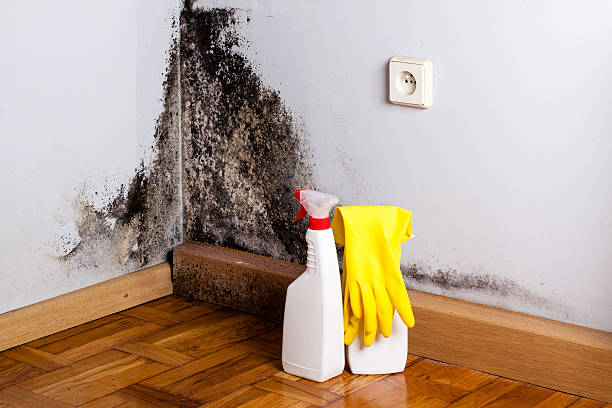 Best Mold Removal Near Me  in Wakefield, KS