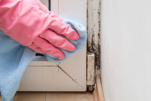 Best Toxic Mold Removal  in Wakefield, KS