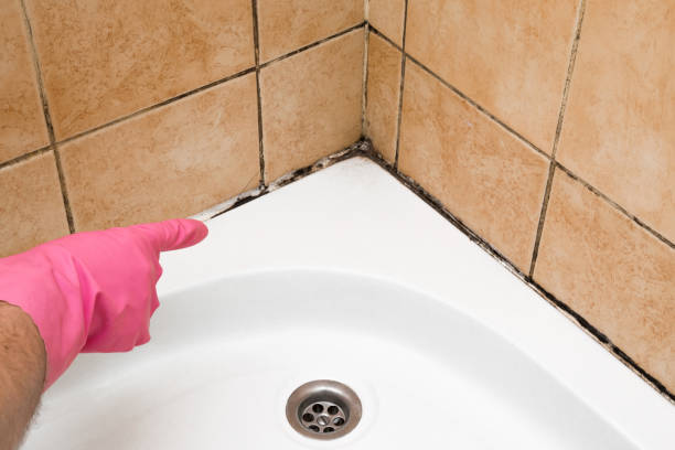 Best Local Mold Removal Service  in Wakefield, KS